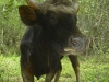 Gaur cow in Thung Yai Naresuan Wildlife Sanctuary