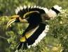Great-hornbill