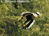 Great hornbill flying of a fruit tree in Kaeng Krachan