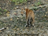 Indochinese tiger in Huai Kha Khaeng