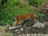 Indochinese tiger in Huai Kha Khaeng