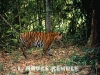 Indochinese tiger camera-trapped