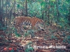 Indochinese tiger in Sai Yok National Park, western Thailand