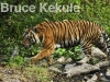 indochinese-tiger-waking