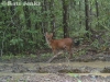 kate-jenks-dhole-w