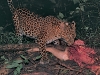 Leopard on sambar kill
