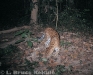 Leopard camera-trapped in Kaeng Krachan National Park