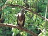 Lesser fish-eagle