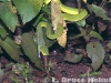 Green pit-viper swallowing a skink in Kaeng Krachan