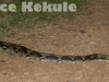 Reticulated python on a road in Kaeng Krachan