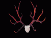 schomburgks-deer-antlers-w