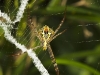 Spider in Thung Yai