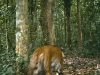 Indochinese tiger camera-trap abstract