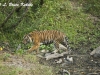 Tiger male in Huai Kha Khaeng