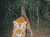 Indochinses tiger footprints in Kaeng Krachan