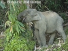Young tusker in Khlong Saeng