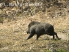 wild-boar-on-the-run_0