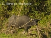 Wild water buffalo cow in Huai Kha Khaeng Wildlife Sanctuary