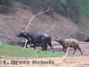 Wild water buffalo herd in Huai Kha Khaeng Wildlife Sanctuary