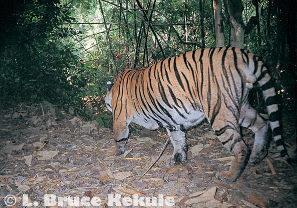 Tiger camera-trapped in Kaeng Krachan