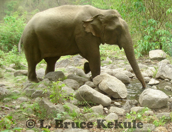 Asian elephant - tuskless bull at a waterhole in Huai Kha Khaeng Wildlife Sanctuary, Western Thailand