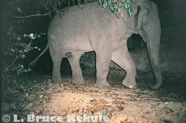 Tuskless bull elephant in Kaeng Krachan