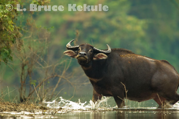 Wild water buffalo bull