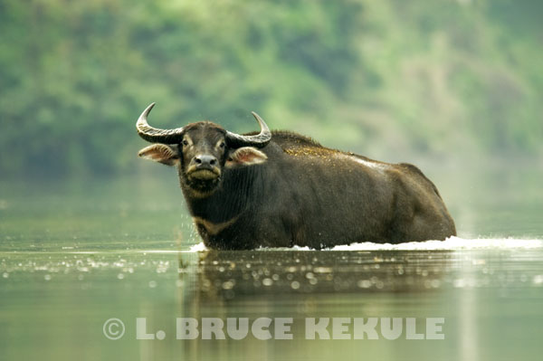 Wild-water-buffalo-bull