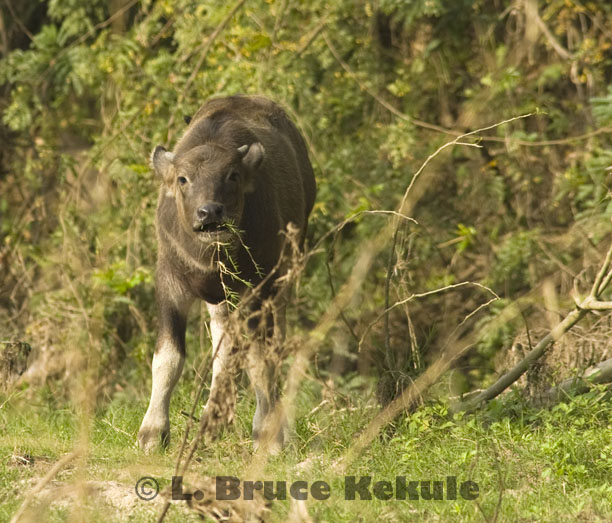 Wild water buffalo calf in Huai Kha Khaeng Wildlife Sanctuary
