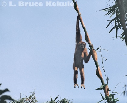 Gibbon hanging from bamboo in Kaeng Krachan