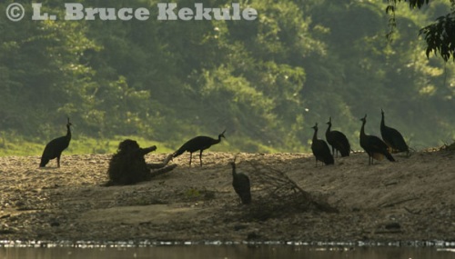 Green peafowl flock in Huai Kha Khaeng