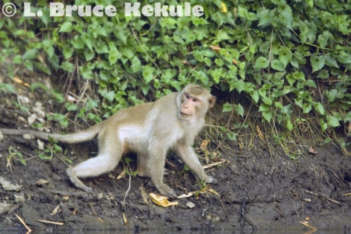 Crab-eating macaque in Huai Kha Khaeng