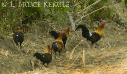 Red jungle fowl - Western sub-species