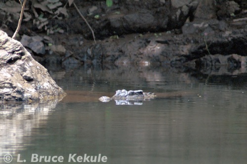 Siamese crocodile in Khaeng Krachan