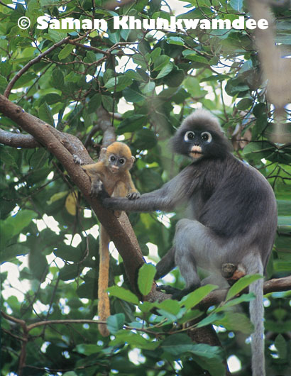 Dusky langur mother and baby