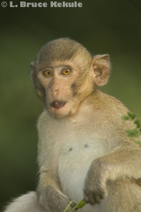Crab-eating macaque in Huai Kha Khaeng