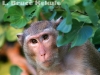 Crab-eating macaque eating in Sai Yok