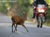 Muntjac jumping a motorcycle in Khao Yai