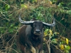 Wild water buffalo cow charging