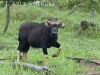 Young gaur bull in Khlong Saeng