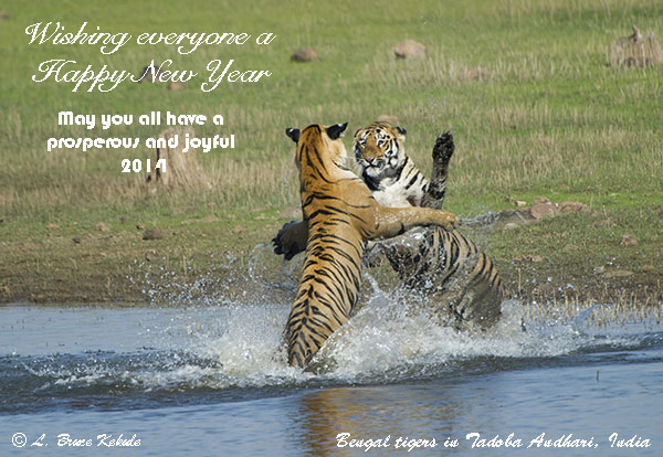 Tigers sparring in the lake at Tadoba