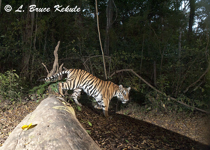 D700 capture Indochinese tiger 2