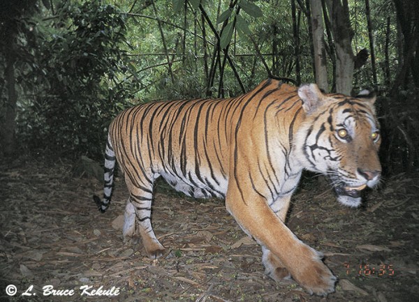 Tiger in Kaeng Krachan NP