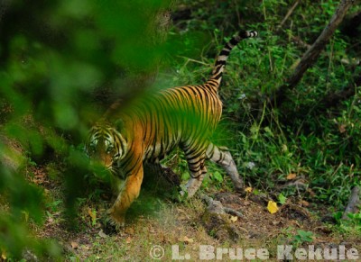 Indochinese tiger's "Last Look"