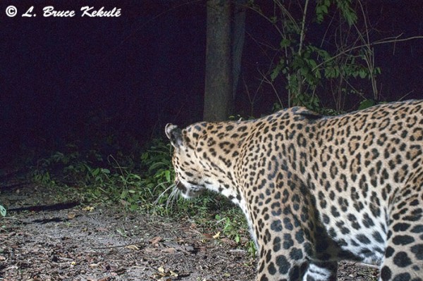 Asian male leopard at night
