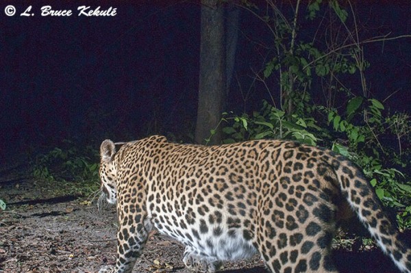 Asian male leopard at night