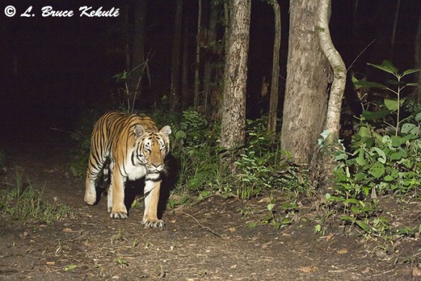 Tiger male - Canon 400D