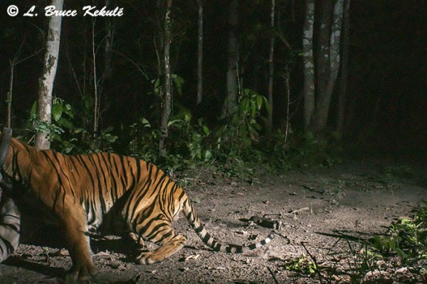 A500 tiger male with collar