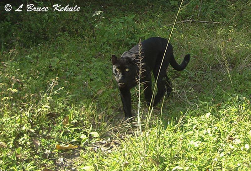Black leopard at Kabook Kabieng hot springs