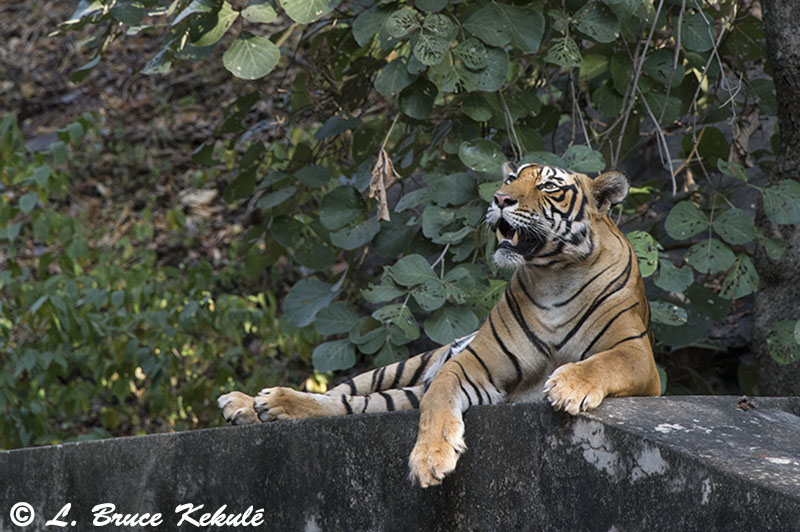 Tiger male - Sultan - Ranthambore